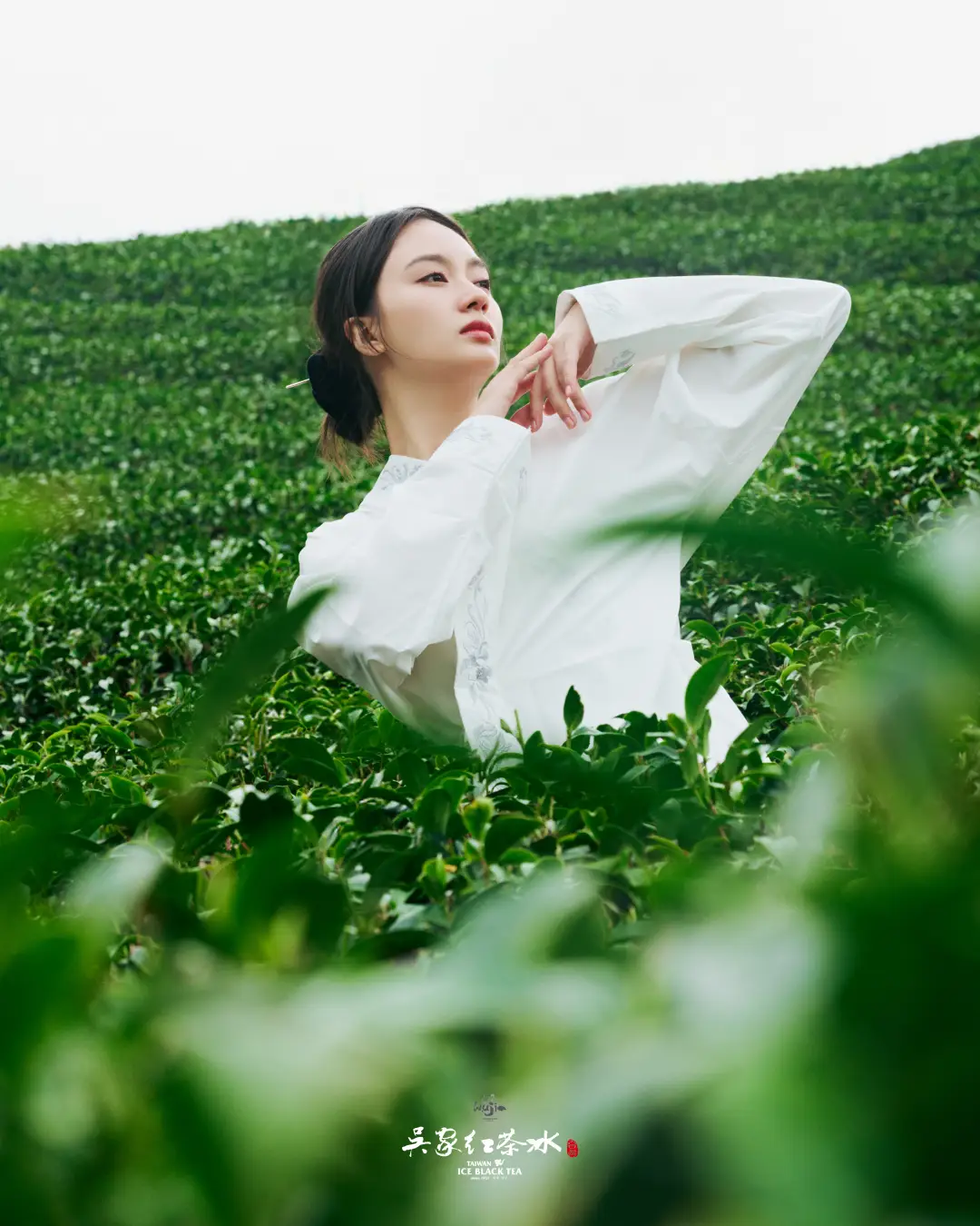 吳家紅茶冰雲霧高山青茶茶園攝影一