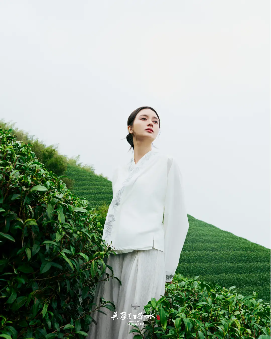 吳家紅茶冰雲霧高山青茶茶園攝影二