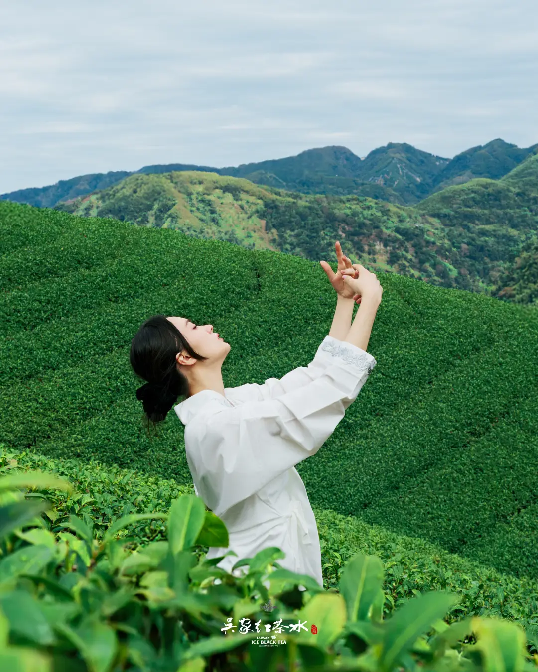 吳家紅茶冰雲霧高山青茶茶園攝影四
