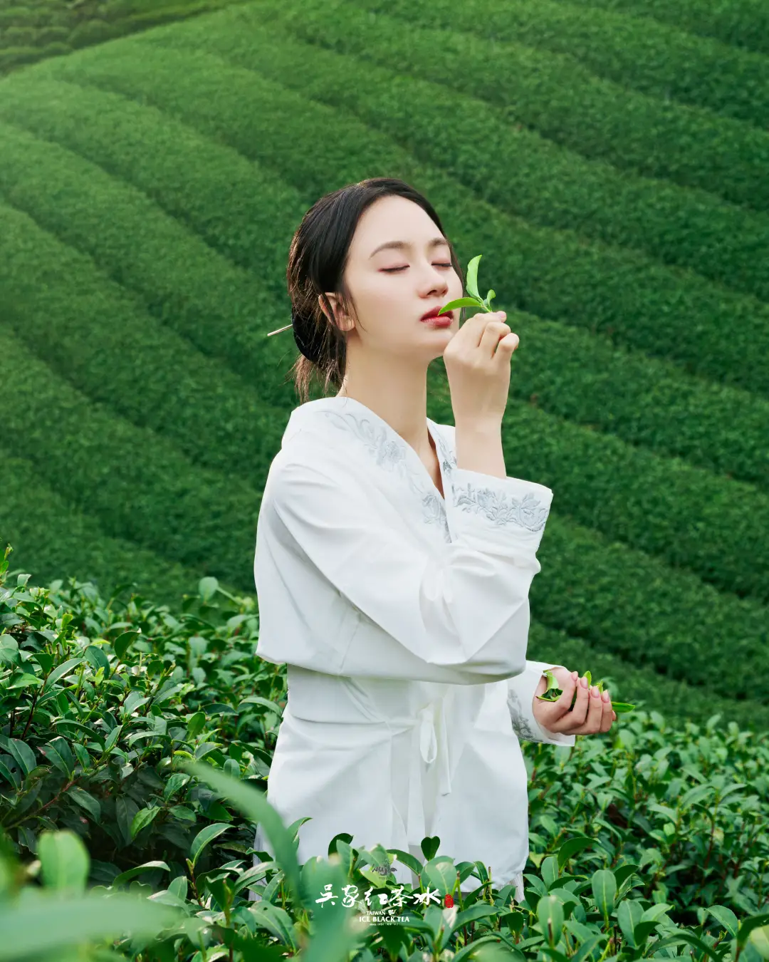 吳家紅茶冰雲霧高山青茶茶園攝影五
