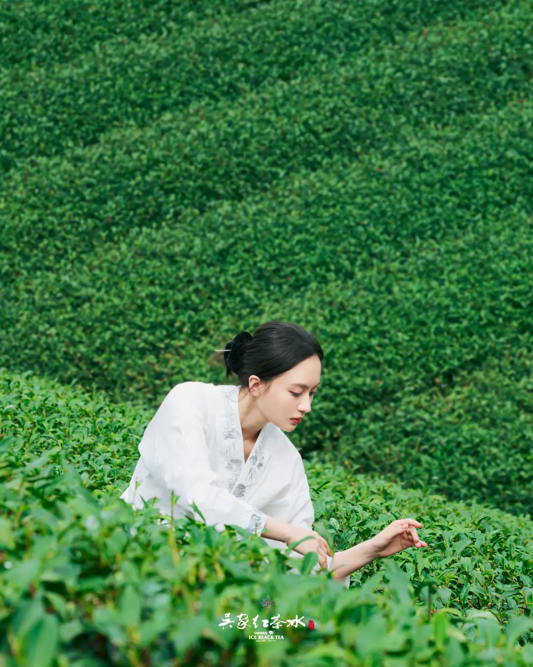 吳家紅茶冰雲霧高山青茶茶園攝影六