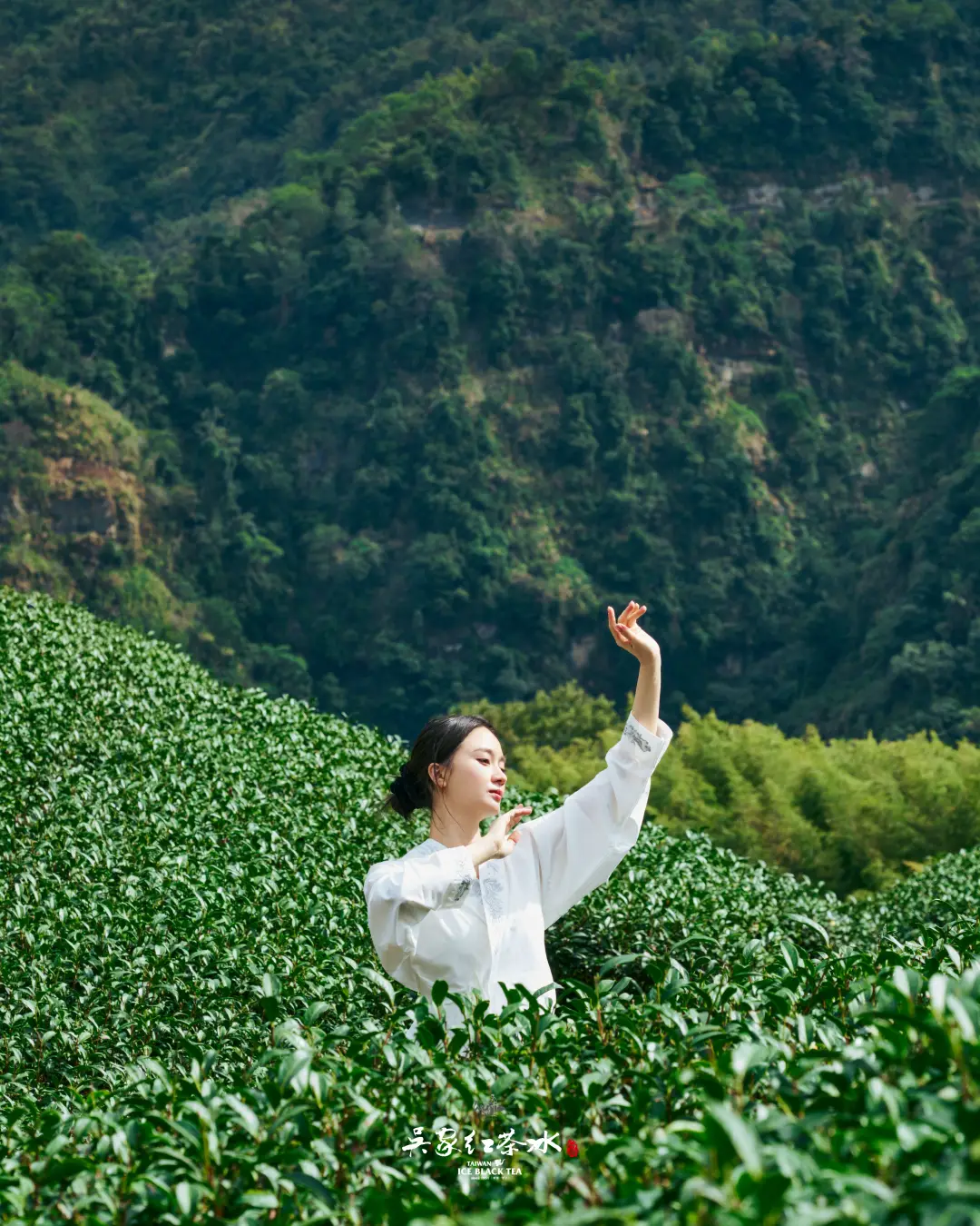 吳家紅茶冰雲霧高山青茶茶園攝影七