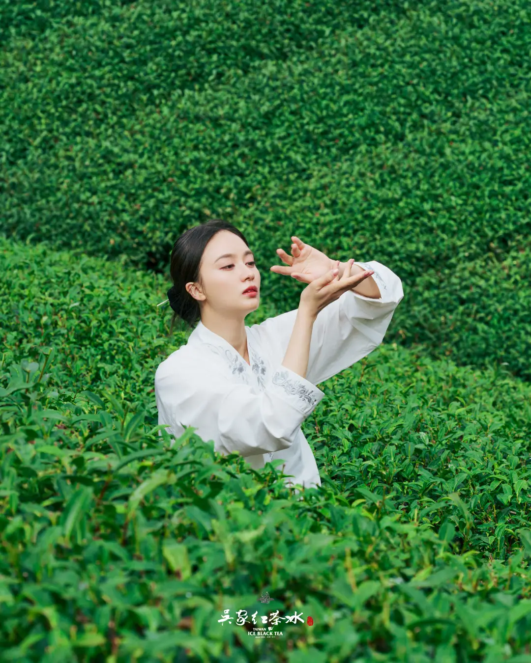 吳家紅茶冰雲霧高山青茶茶園攝影八